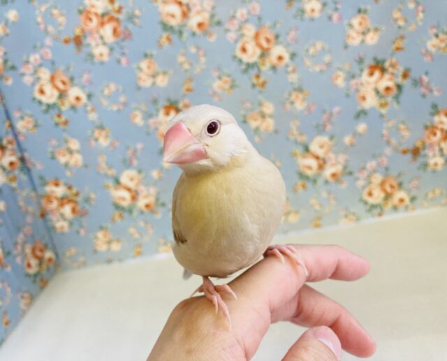 手のひらに包まれて眠っちゃう🫧とってもかわいい甘えんぼシナモン文ちゃん🤍🧡