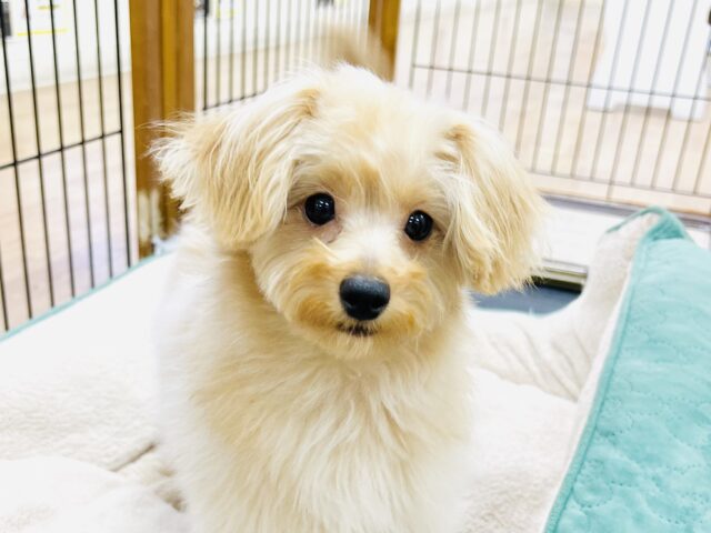 人が大好き‼️遊ぶの大好き‼️元気いっぱいなポメプーくん❣️