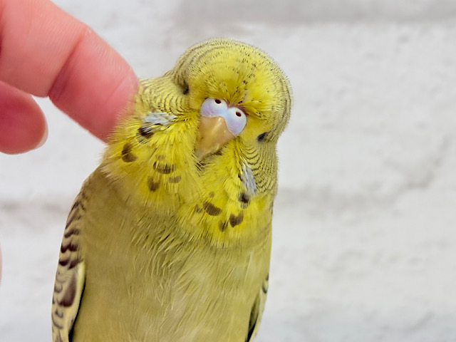 【最新画像更新🪄ひとり餌になりました！】存在感が違うよねっ！！みんな大好き🍬ジャンボセキセイインコ(ノーマルシナモン) ヒナ