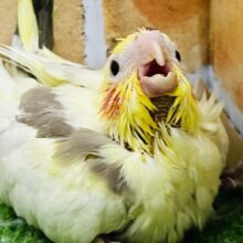 ん〜素敵♡たっぷり抜け感♡オカメインコ（シナモンヘビーパイド）入舎しました！