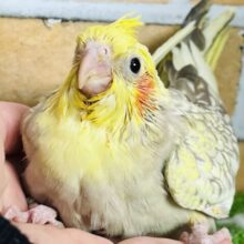 きらきらぴっかーん☆オカメインコ（シナモンパール）入舎しました♡