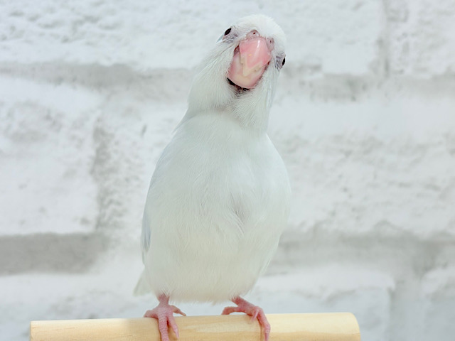 【最新画像更新🪄もうすぐひとり餌‪☆】どんなカラーになるのかな？🫧マメルリハ(AWパイドファローSPターコイズ) ヒナ 男の子