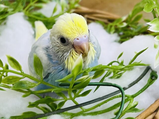 ふんわりグラデーション♡パステルレインボースパングルのセキセイインコ♡