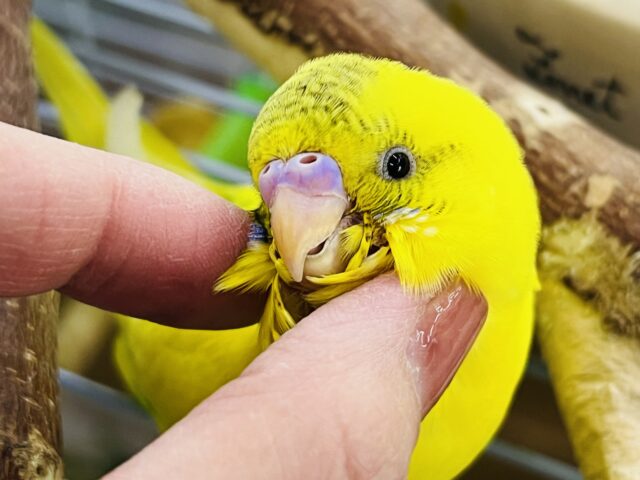 3/15更新☆accent︎探して🌟黒ポッちゃん🖤💭セキセイインコ(イエローハルクイン/2025年2月生まれ)