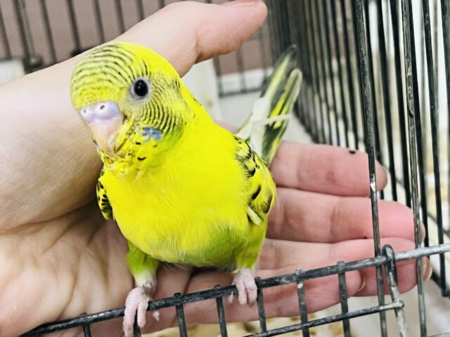 3/15更新☆花びらも元気も満開なんですっ🖤⟡.·🌼*･セキセイインコ(イエローハルクイン/2025年1月生まれ)