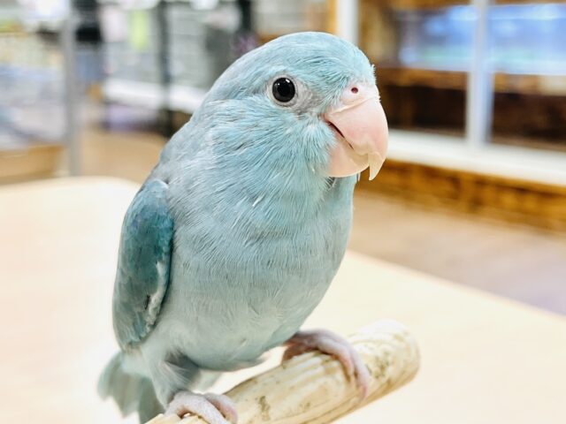 【最新画像】行動全てにときめきが止まらない💓マメルリハインコ（ブルー）女の子
