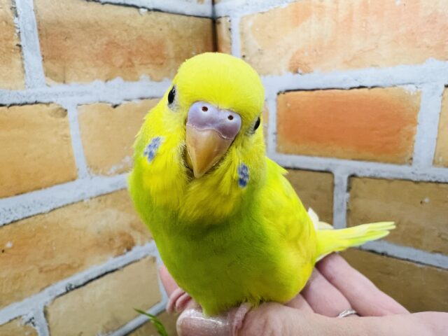 ✨3/19更新✨春ですぅ〜ᕷ⋆͛*お花咲かせちゃう？！🌼ܓセキセイインコ(グリーンスパングルパイド/2025年2月生まれ)