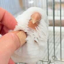 【最新画像更新🪄】真っ白ふわふわ🫧ルビーアイ🤍オキナインコ(アルビノ) ヒナ