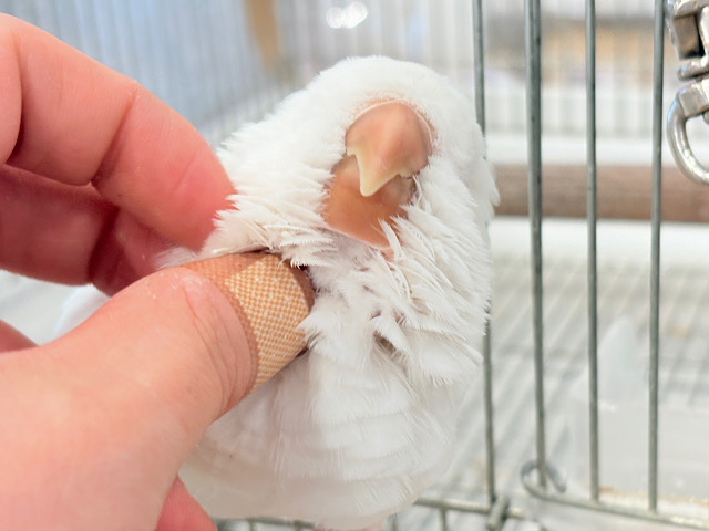 【最新画像更新🪄】真っ白ふわふわ🫧ルビーアイ🤍オキナインコ(アルビノ) ヒナ