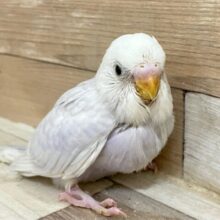 咲き誇っちゃう✨🤗パンパカパンジ～💐.°♡セキセイインコ(ライラック/2025年2月生まれ