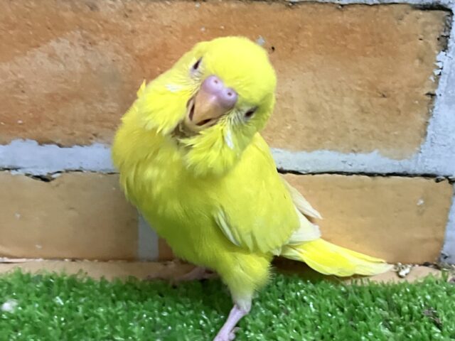 えっ！👀キンキンに輝く陸上選手でした？！✨🏃‪💨セキセイインコ(ルチノー/2025年2月下旬生まれ)