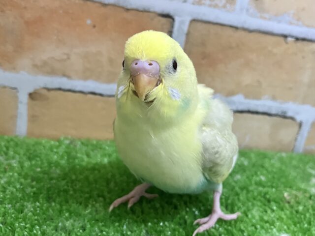 ✨3/26更新✨ニュアンスカラーが素敵♡黄色ﾏｼﾏｼなの🌼🌙セキセイインコ(パステルレインボースパングルパイド/2月下旬生まれ)