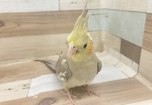 ✨3/28更新✨お待たせ🌟あまあまバナナチョコ𝕔𝕒𝕜𝕖🧁𓈒  ̇𓂂💭オカメインコ(シナモン/2025年1月生まれ)