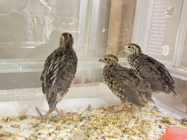 🐥完売御礼🐥ほっこりサイコーっ！❤️𓈒𓏸わちゃピヨBABYーズ(ё)︎⑤💕︎うずら(2025年3月中旬生まれ)