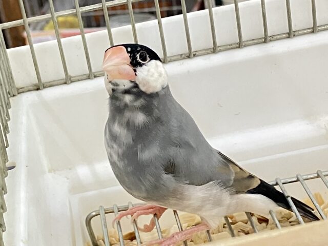 ✨最新画像✨新春ッ！🎍🌸あわあわウィング🌀‎∗*ﾟ桜文鳥ⅱ(2024年12月生まれ)