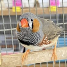 ✨最新画像✨しましまポップン🦌❕みかんパワ〜٩︎︎︎︎🍊ว =͟͟͞キンカ鳥(ノーマル)入荷中～❤️