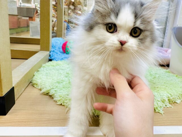 人が大好き♡甘え上手なスコティッシュくん