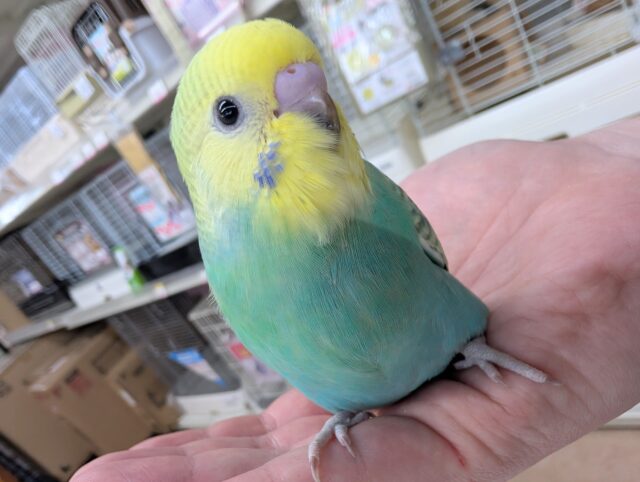 🌟最新画像🌟 レインボー輝いてます～🌈 セキセイインコ(パステルレインボー)