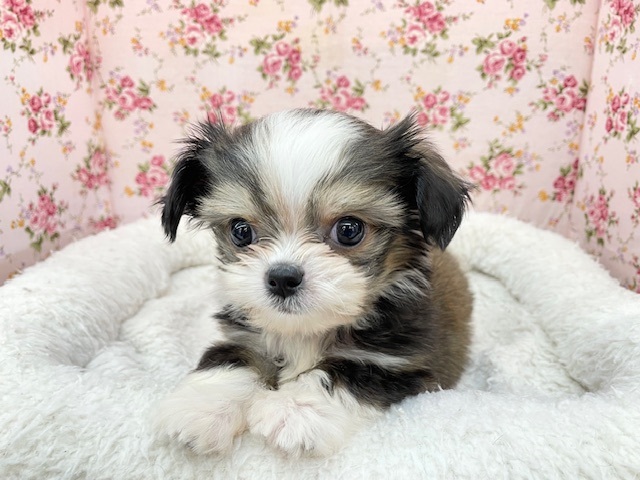 あざとかわいい系女子☆　ハーフ犬（チワワ×シーズー）の女のコ 2025.3/15撮影