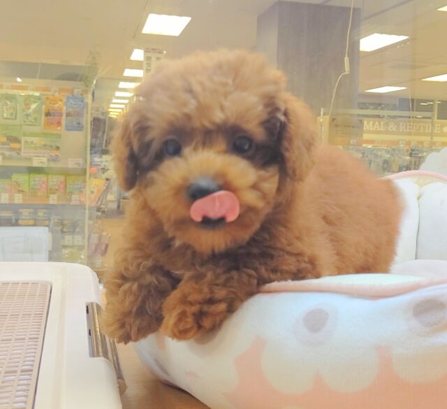 可愛いだけじゃダメですか？トイプードルの女の子💕