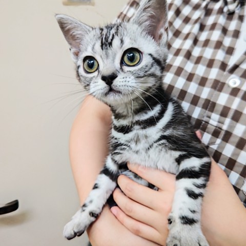 最新画像！アメリカンショートヘアー（シルバータビー）男の子♫好奇心旺盛なやんちゃっ子！