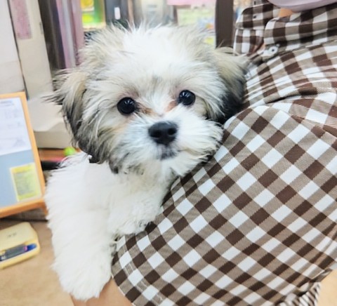 最新画像！ハーフ犬（マルチーズ×シーズー）女の子♪楽しくて尻尾フリフリ〜♪