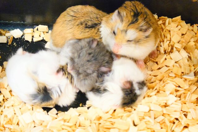 もしょもしょした動き。。チラっと笑顔～　ロボロフ好き～ハムスター♪