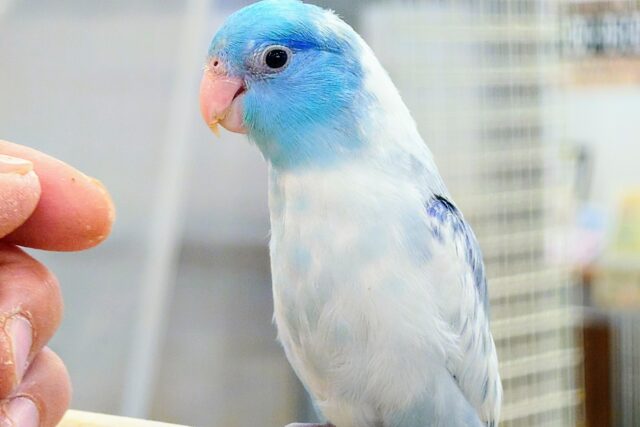 最新画像になります☆【動画更新🪄】はいっ！☆みなさん、しゅうごーぉっ　こちらにしあわせさん、来てくれました♫　マメルリハインコ〜〜