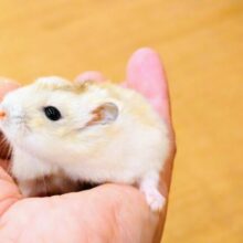 最新画像になります☆　とっっても可愛いもちもちさん♪🐹💛イエロープディングハムスター(女の子)