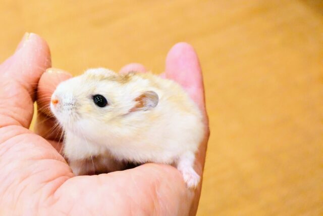 最新画像になります☆　とっっても可愛いもちもちさん♪🐹💛イエロープディングハムスター(女の子)