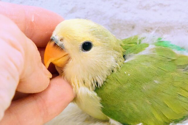 かぼすとぺんぎん、たして「2」で割って　×　可愛さ１００～　コザクラインコ　ブルーチェリーオパーリンパイド～～