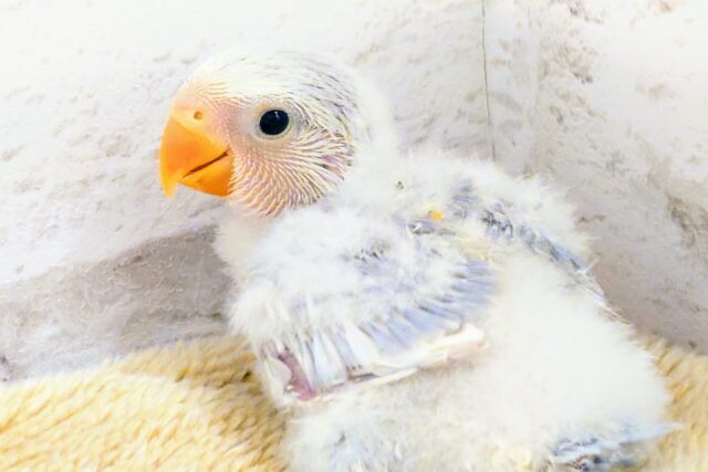 オぱんつ天使☆彡　コザクラインコ　バイオレットオパーリンパイド～～