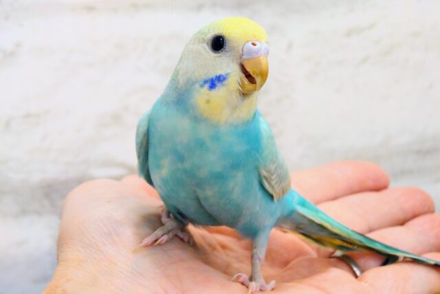 あはっ☆　ひとり時間も楽しんじゃおーー♪　セキセイインコ　パステルレインボー～～