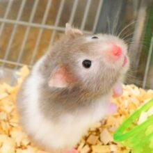 信じてるっ　そらからヒマワリの「種」ふってくるって☆　期待の　セーブルハムスター～～