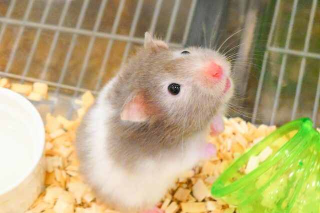 信じてるっ　そらからヒマワリの「種」ふってくるって☆　期待の　セーブルハムスター～～