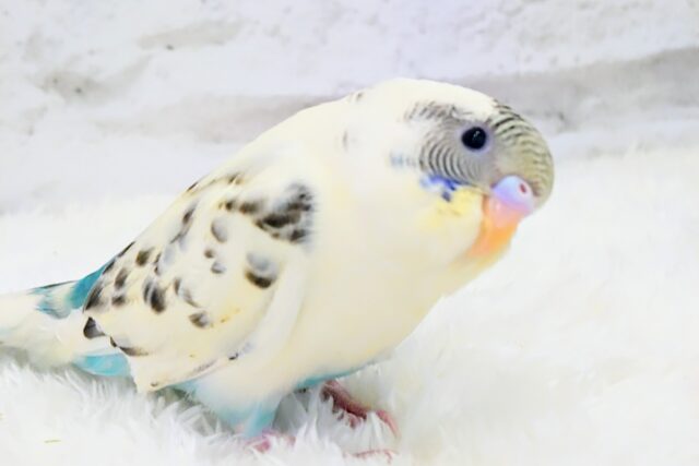 【動画更新🪄】この視線をもらったら。。。　セキセイインコ　四色ハルクイン〜〜