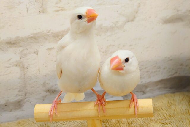 【最新画像更新🪄】夢はでっかく描くんだ！🖌.*･ﾟ白文鳥 ヒナ