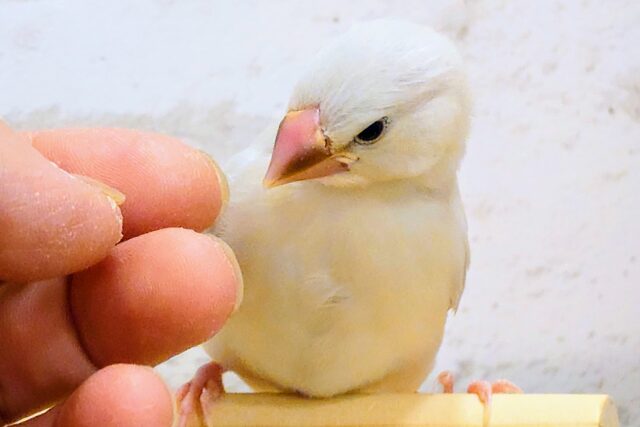 最新画像になります☆　ひと味違う？この感じ？🧚シルバー文鳥 ヒナ
