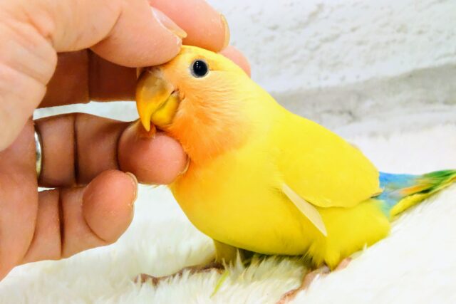 【最新画像更新🪄】ハッピーレインボー🌈コザクラインコ(ゴールデンチェリー)　ヒナ
