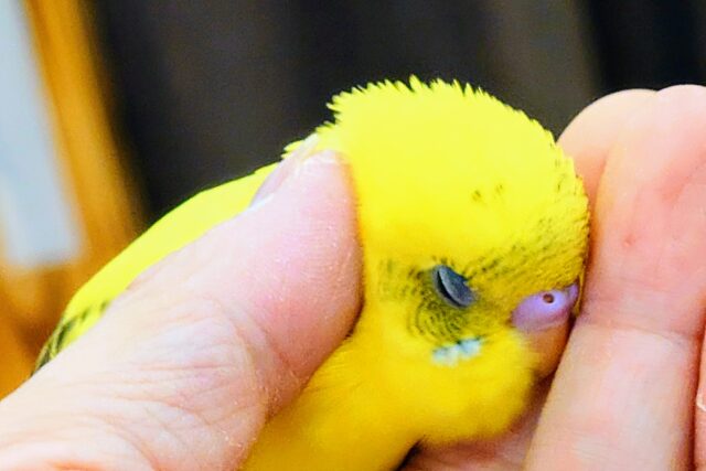 【最新画になります】ムチモチは待ってます♬ーーー　セキセイインコ　イエローハルクイン～～