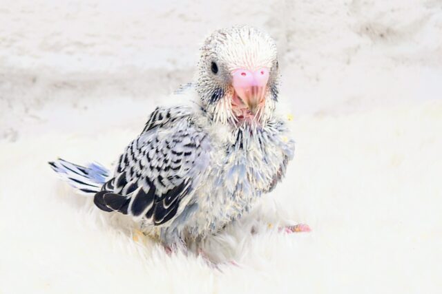 くびもとのお土産は、だれにもあげませんっ！　ひとりじめーー　セキセイインコ　グレーオパーリン〜〜