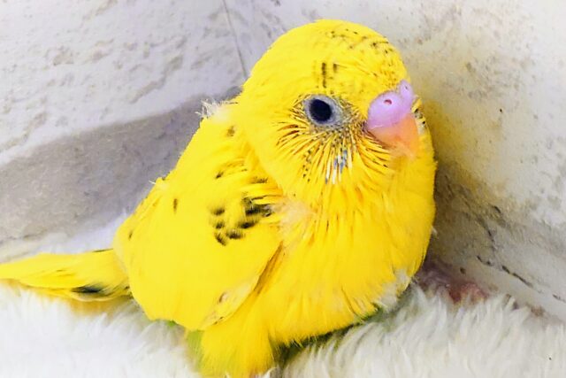 成長記録をつけましょう！　セキセイインコ　ハルクイン～～