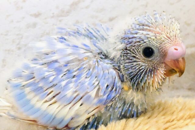 瞳ぱっちり☆夢、でっかく～～　セキセイインコ　スパングル～～