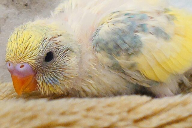 あ～　これはヤバいねぇ～　だってきれいだしっ　セキセイインコ　パステルカラーレインボーパイド～～