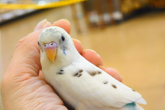 【動画更新🪄】お上品ですわねっ　セキセイインコ　ハルクイン～～