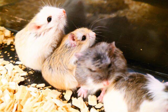 ロボろぼﾛﾎﾞも、ロボロフｽｷー♫♪　ロボロフスキーハムスター　色々っ～～