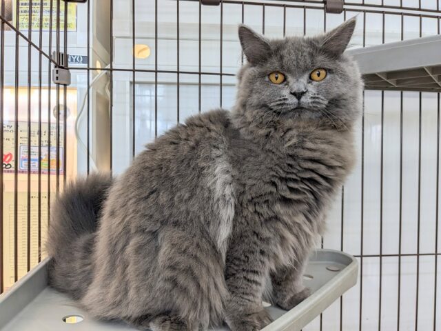 最新画像公開🎵魅惑のモチモチボディ☆　ブリティッシュショートヘアの女のコ　2025.4/17撮影