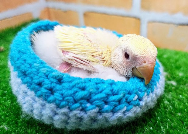 さっぱり！レモンクリーム色🟡コザクラインコのヒナ(クリームルチノー)入荷しました❤️