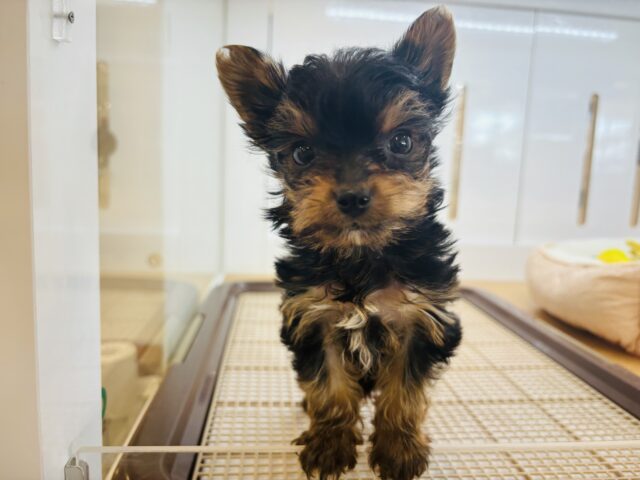 ぼくの可愛さでメロメロに〜♡ミックス犬くん(チワワ×ヨーキー)