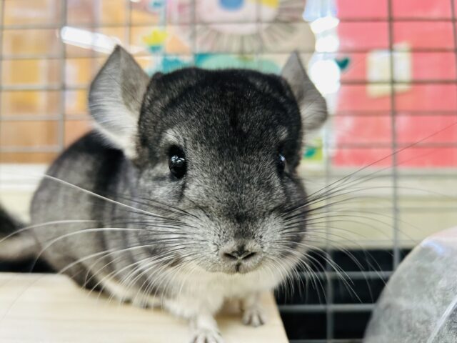 愛嬌いっぱい💗💗💗　チンチラ（グレー）